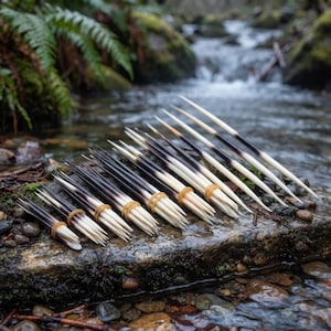 May include: A collection of porcupine quills arranged in graduated sizes, each bundle secured with a small tan rubber band. The quills feature a distinct color gradient, transitioning from dark brown and black at the tips to a creamy white base.