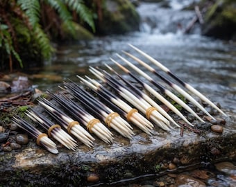 Colección DIY de púas de puercoespín naturales: paquete de púas crudas éticas, peine y pendientes para el gabinete de curiosidades.