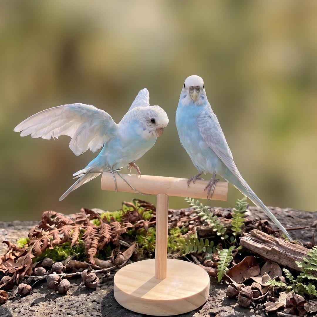 セキセイインコのぬいぐるみ - Etsy 日本