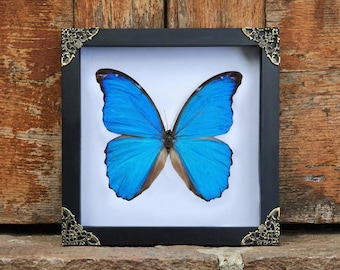 Real Framed Blue Morpho Butterfly | Insect Art Specimen | Taxidermy Wall Decor |  Decoration Living Gallery