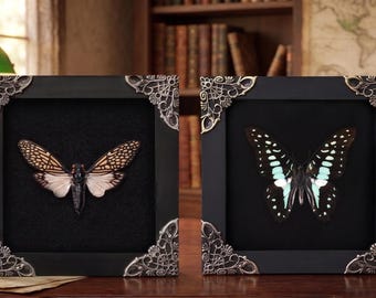 Curiosidades y rarezas de la taxidermia / Taxidermia de mariposas y cigarras de venas azules / Vitrina de entomología / Decoración gótica negra para el hogar
