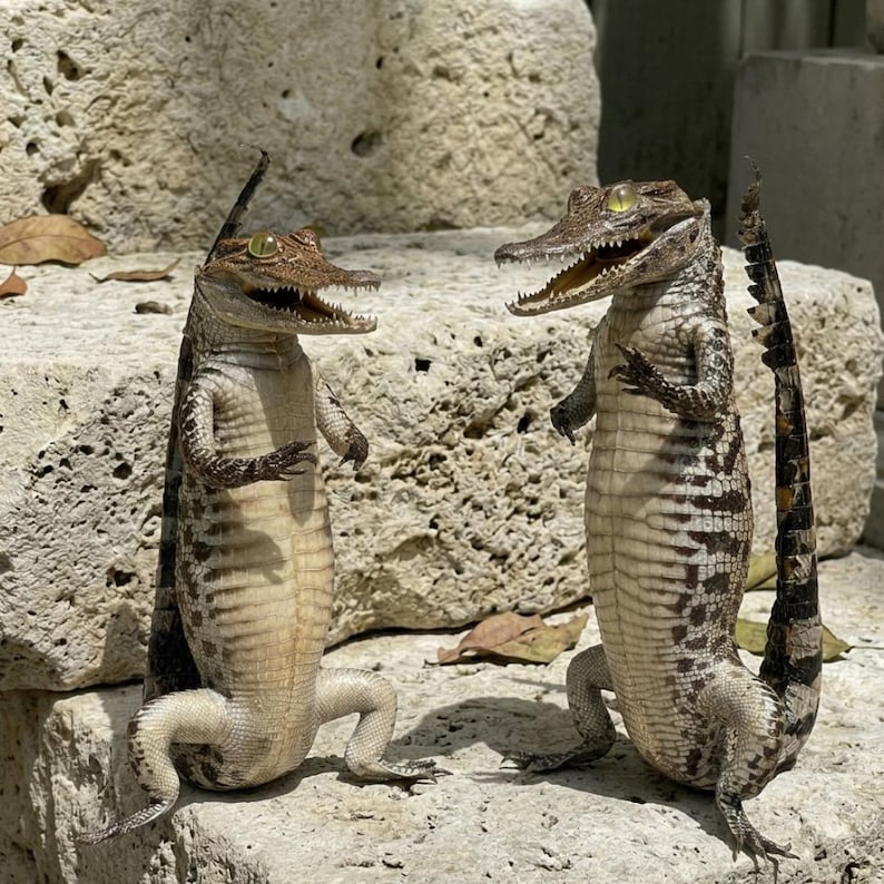 Real Standing Alligator Taxidermy