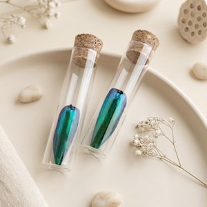 Mystery Insect Wing in Glass Vial | Blind Box Entomology Specimen | Jewel Beetle Elytra Keepsake | Butterfly Spell Jar |Light Academia Decor