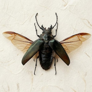 Ejemplar real de escarabajo longicornio / Decoración macabra para el hogar / Hogar gótico / Suministros de entomología / Gabinete de rarezas / Fabricación de marcos para insectos de taxadermia de rarezas