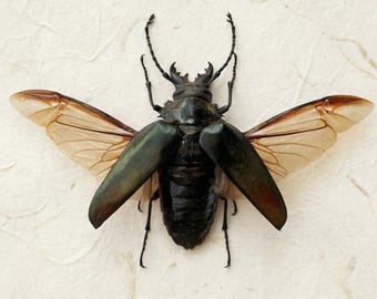 Ejemplar real de escarabajo longicornio / Decoración macabra para el hogar / Hogar gótico / Suministros de entomología / Gabinete de rarezas / Fabricación de marcos para insectos de taxadermia de rarezas