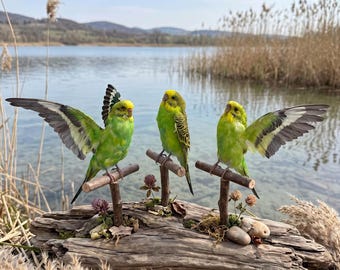 Grüner Wellensittich Specimen Ornament | Echtes Vogel Specimen | Makaber Wohndekor| Vogel-Liebhaber-Geschenk | Kuriositäten Schrank Dekor