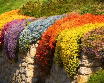 Más de 20.000 semillas de tomillo rastrero – Planta perenne de cobertura del suelo (Thymus serpyllum)