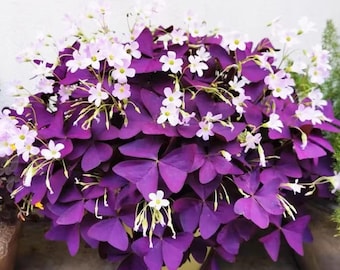 Semillas de Oxalis Triangularis (12+ unidades) / Planta de trébol morado / Flor de la buena suerte / Jardín interior y exterior