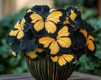 50 semillas de coleo mariposa negro y amarillo de variedad antigua – Planta de follaje vibrante y poco común