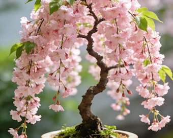 Semillas de Prunus llorón (46+ unidades) / Prunus Subhirtella Pendula / Variedad tradicional no transgénica