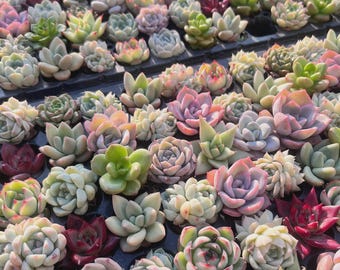 2" Assorted Colorful Succulents | Rare Mixed Bare Root Plants Decor