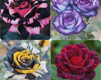 29 semillas de rosas perennes / Flores de jardín coloridas de larga floración