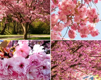 Semillas de cerezo en flor (50+ unidades) / Mezcla doble de colores Prunus Serrulata