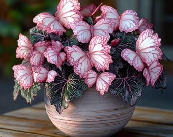 50 semillas de coleo mariposa de variedad antigua, planta ornamental de follaje raro para jardín.