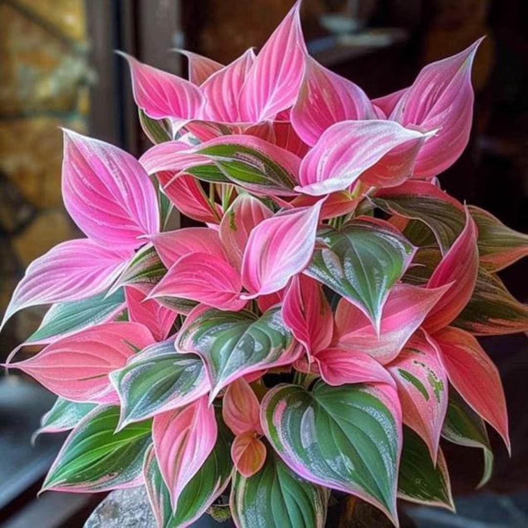 Pretty In Pink Hosta 200+ Pink Green Hosta Seeds for Planting – Perennial Shade Plant - Etsy
