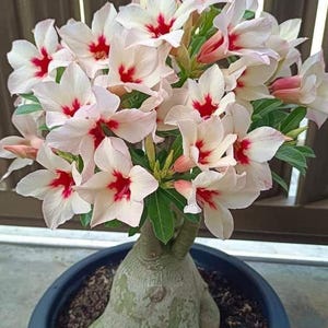 Op de afbeelding: Een potplant van de woestijnroos met een dikke, getextureerde stam en een overvloed aan witte en rode bloemen. De bloemen hebben een stervorm met rode centra. De plant staat in een donkerblauwe pot, wat een levendige bloemenpracht laat zien.