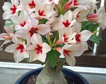 Rare Desert Rose Live seeds Exotic Adenium Obesum Bonsai