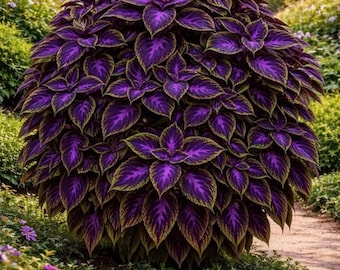 Semillas de Coleus Rainbow Mix / Coleus tradicional no transgénico / Planta de follaje colorido / Jardín interior y exterior