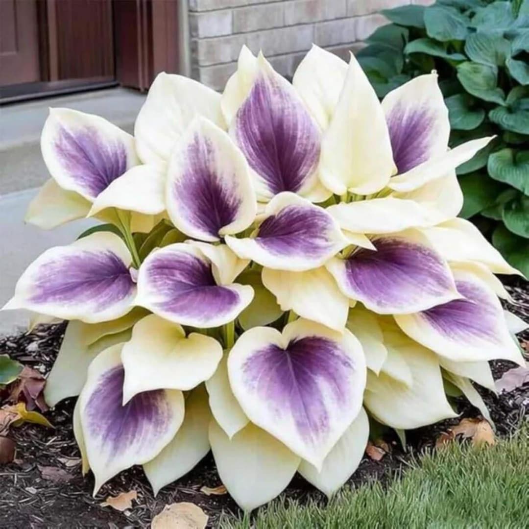 Hosta Razor's Edge 200+ White Purple Edge Hosta Seeds – Perennial Shade Garden Plant - Etsy