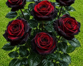 Más de 40 semillas de rosas / Plantas de flores perennes para jardín