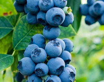 Semillas de arándanos orgánicos / Semillas de frutas tradicionales no transgénicas para el cultivo