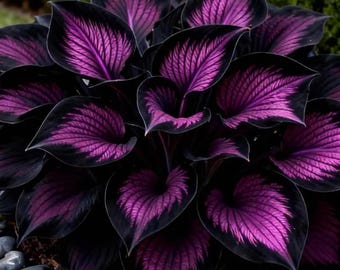 Può includere: Primo piano di una pianta di hosta con grandi foglie a forma di cuore. Le foglie sono di un viola intenso con un bordo nero. Le venature delle foglie sono di un viola più chiaro, creando un contrasto sorprendente. La pianta è circondata da piccole pietre grigie.