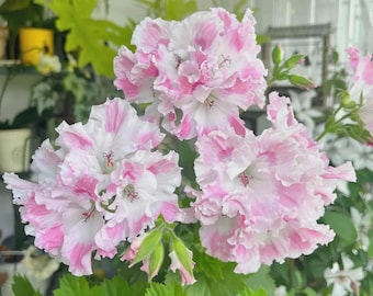10 semillas de geranio para plantar flores perennes en el jardín.