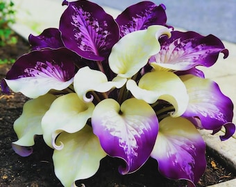 Más de 200 semillas de hosta: plantas perennes raras para jardines de sombra.