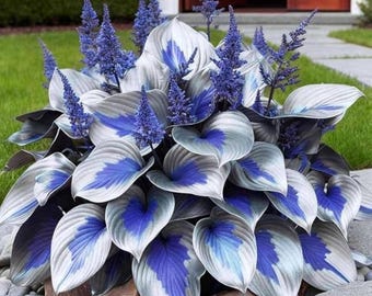 Más de 200 semillas de hosta exótica / Plantas perennes de sombra con forma de corazón