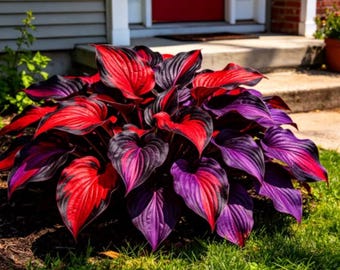 Más de 200 semillas de hosta / Plantas perennes de jardín que prefieren la sombra