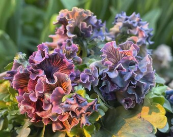 20 Ruffled Double Pansy Seeds | Purple Blue Wave Edged Garden Flowers