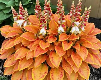 Más de 200 semillas de hosta: plantas perennes raras para jardines de sombra.