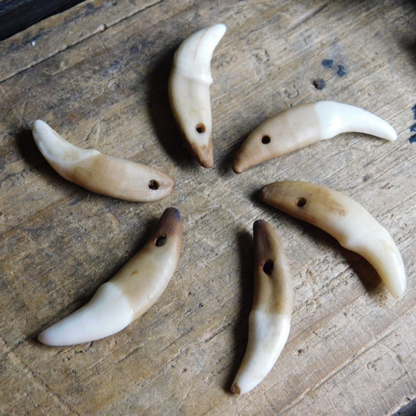Genuine Coyote Canine teeth, Set of 6 - drilled, for crafts, jewelry making, etc. Stained to look rustic and old. Wolf Talisman Amulet