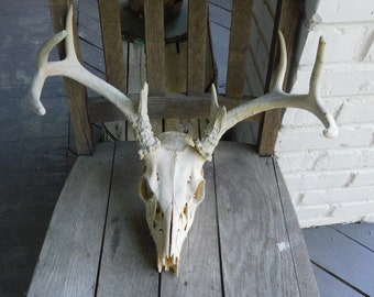 Genuine Real Deer Skull with Antlers 9 point buck rack of antlers. Natural taxidermy ethically found with teeth