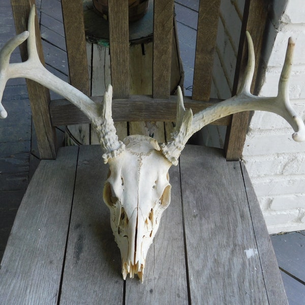 Genuine Real Deer Skull with Antlers 9 point buck rack of antlers. Natural taxidermy ethically found with teeth