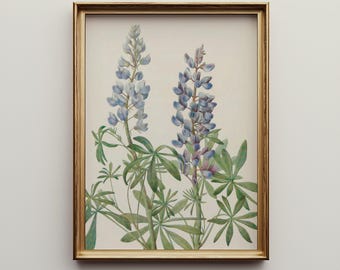 Lámina botánica vintage de lupinos – Arte mural de flores silvestres con reloj de sol (descarga digital)