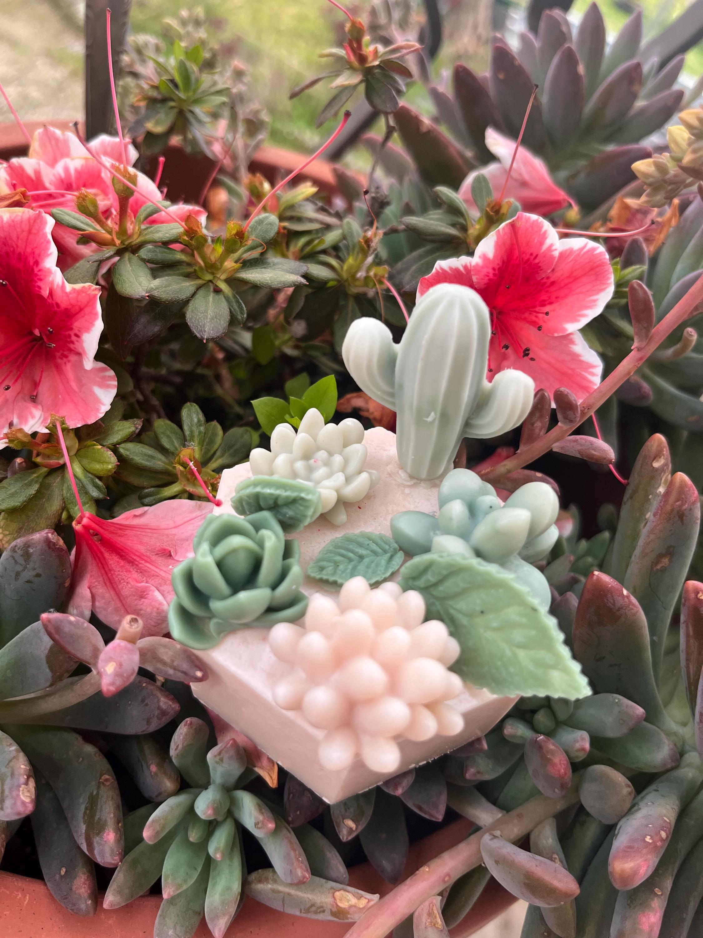 POWERS TO FLOWERS Echeveria Rossa Mini In Vaso Ceramica Con Fiocco - Pianta Vera Colorata - 4