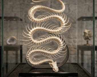 Esqueleto de serpiente real / Ejemplar de serpiente recolectado éticamente / Animal fallecido de forma natural / Exhibición de anatomía preservada / Colección de la naturaleza
