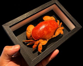 Vitrina con forma de cangrejo real / Regalo de ejemplar marino conservado / Decoración náutica para coleccionistas / Arte marino enmarcado