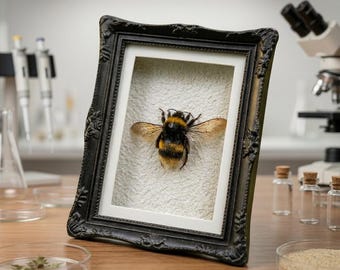 Imán de resina con ejemplar conservado de abejorro / Exhibición de insectos de historia natural / Decoración para gabinete de curiosidades / Regalo educativo sobre la naturaleza