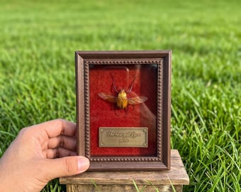 Marco de exhibición de escarabajos hecho a mano | Arte con especímenes de insectos reales | Decoración de escarabajo cornudo con alas extendidas | Adorno magnético de escritorio | Regalo de coleccionista