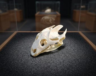 Ejemplar natural de cráneo de tortuga / Exhibición de huesos de reptiles reales / Obtenido éticamente / Colección de anatomía con fines educativos