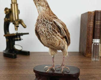 Exhibición de taxidermia auténtica de codorniz / Ejemplar de estudio de aves reales / Pieza educativa de historia natural