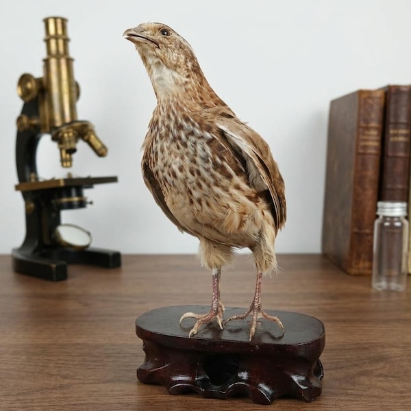 Authentische Wachteln Zusammenstellung | Echte Vogel Studie Exemplar | Naturhistorisches Lehrstück
