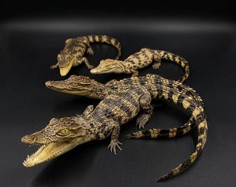 Exhibición de ejemplares reales de cocodrilo / Decoración de caimán disecado / Pieza de curiosidad de historia natural / Regalo único de rarezas animales