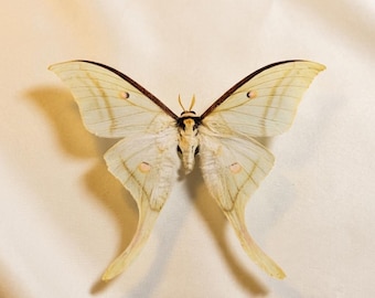 Exhibición de polilla luna enmarcada / Arte de pared con polilla auténtica preservada / Pieza de colección de historia natural / Regalo único de la naturaleza / Opción de una sola polilla
