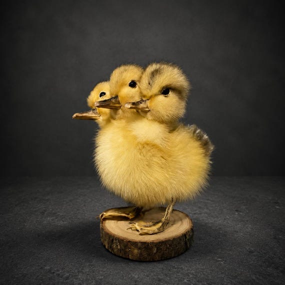 A real three-headed duckling taxidermy specimen — a genuine anatomical rarity that's equal parts cabinet-of-curiosities showpiece and "wait, is that REAL?" conversation grenade.