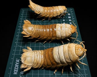 Giant Isopod Specimen | Ethically Sourced Natural Marine Specimen | Real Deep Sea Isopod Display | Curiosity Collection