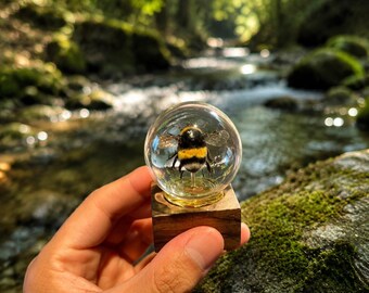 Queen Bumblebee Educational Specimen | Real Bee Display in Glass Dome | Entomology Study Collection | Science Classroom Decor