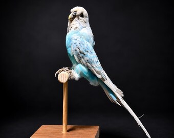 Real Blue Budgerigar Taxidermy | Premium Sky Blue Budgie Specimen | One-of-a-Kind Bird Mount | Exact Bird Shown | Ethically Sourced
